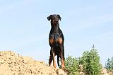 DOBERMANN 621